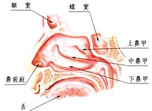 鼻前庭炎_鼻前庭炎吃什么药